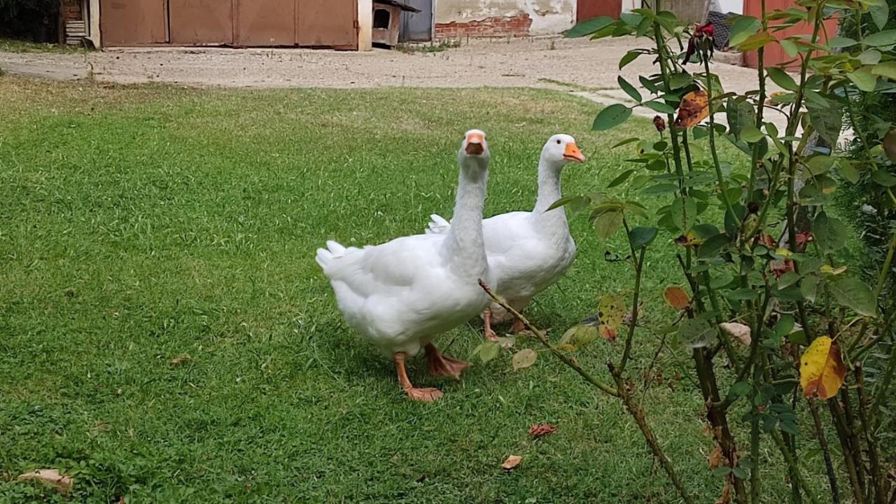 Villanova d'Asti La Valle Incantata المظهر الخارجي الصورة